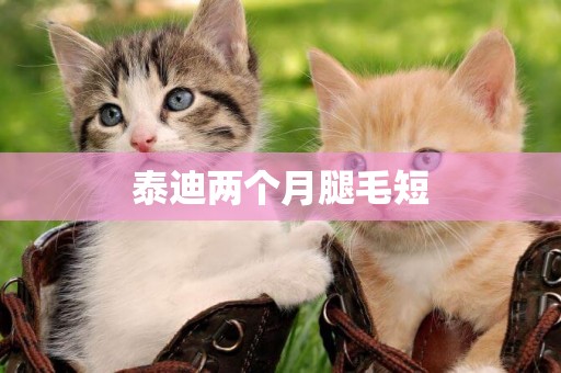 泰迪兩個月腿毛短