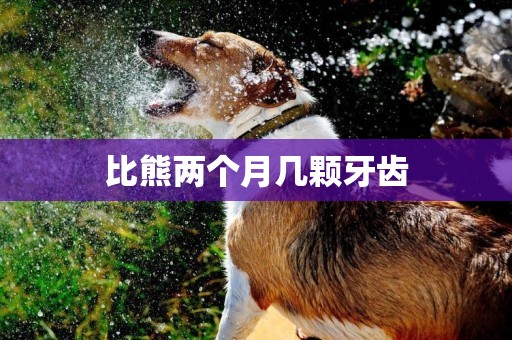 比熊兩個月幾顆牙齒