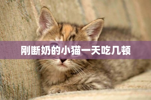 剛斷奶的小貓一天吃幾頓