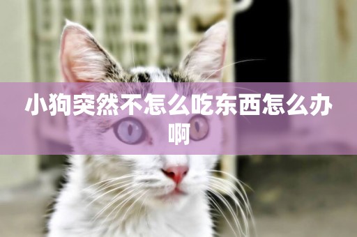 小狗突然不怎么吃東西怎么辦啊
