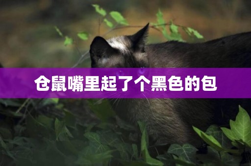 倉鼠嘴里起了個黑色的包
