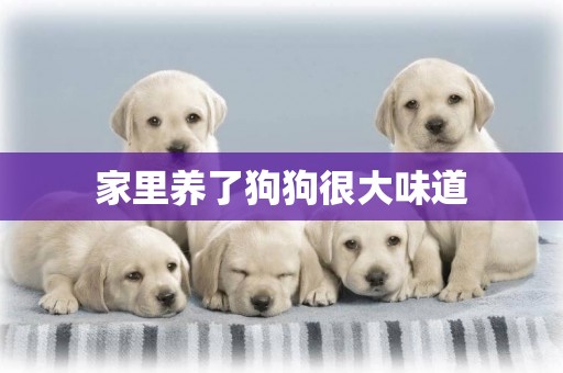 家里養了狗狗很大味道