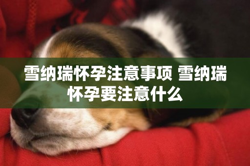 雪納瑞懷孕注意事項 雪納瑞懷孕要注意什么