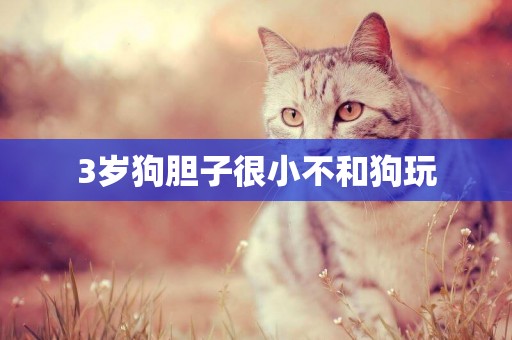 3歲狗膽子很小不和狗玩
