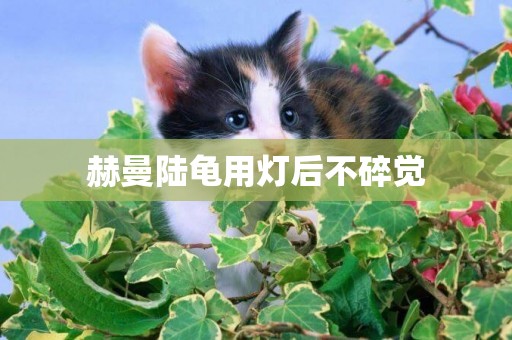 赫曼陸龜用燈后不碎覺