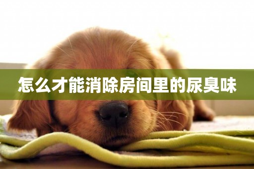 怎么才能消除房間里的尿臭味