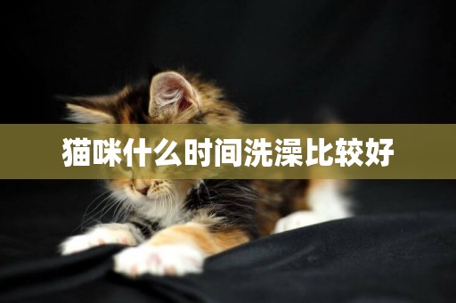 貓咪什么時間洗澡比較好