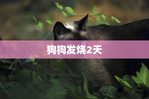 狗狗發燒2天