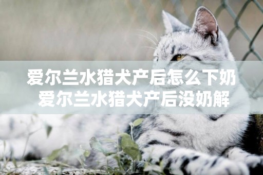 愛爾蘭水獵犬產后怎么下奶 愛爾蘭水獵犬產后沒奶解決方法
