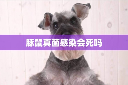 豚鼠真菌感染會死嗎