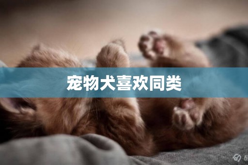 寵物犬喜歡同類