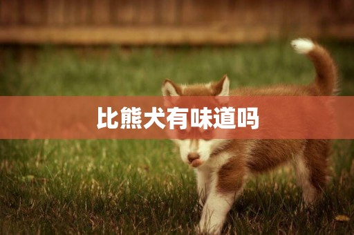 比熊犬有味道嗎
