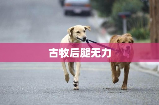 古牧后腿無力