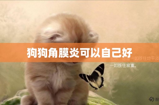 狗狗角膜炎可以自己好