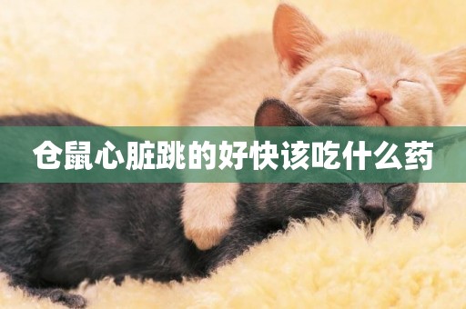 倉鼠心臟跳的好快該吃什么藥