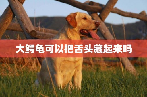 大鱷龜可以把舌頭藏起來嗎