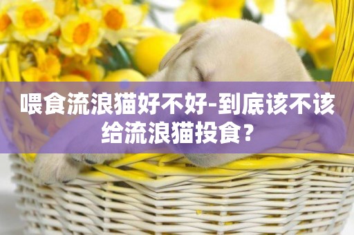 喂食流浪貓好不好-到底該不該給流浪貓投食？