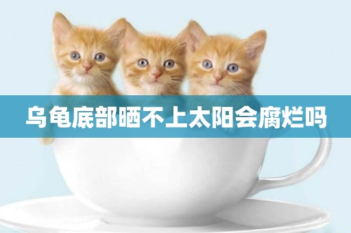 烏龜底部曬不上太陽會腐爛嗎
