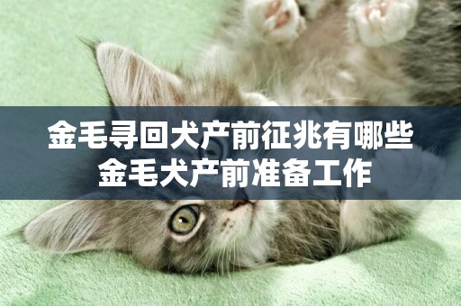 金毛尋回犬產前征兆有哪些 金毛犬產前準備工作