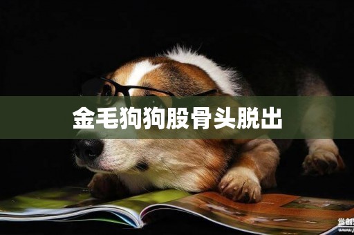 金毛狗狗股骨頭脫出