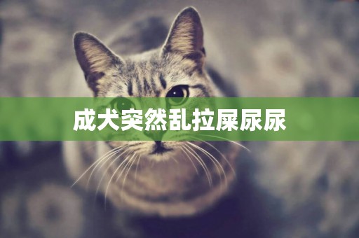 成犬突然亂拉屎尿尿