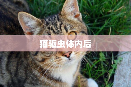 貓驅蟲體內后