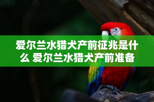 愛爾蘭水獵犬產前征兆是什么 愛爾蘭水獵犬產前準備介紹