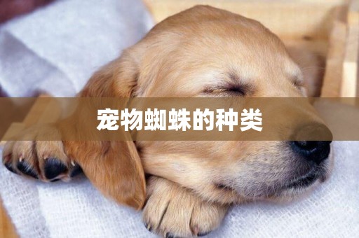 寵物蜘蛛的種類