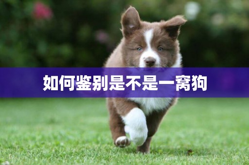 如何鑒別是不是一窩狗