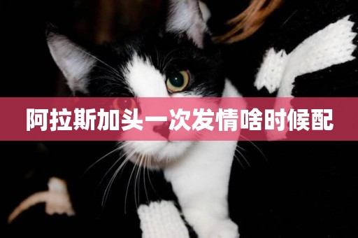 阿拉斯加頭一次發情啥時候配