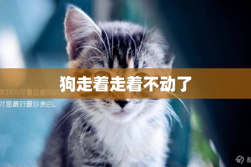 狗走著走著不動了