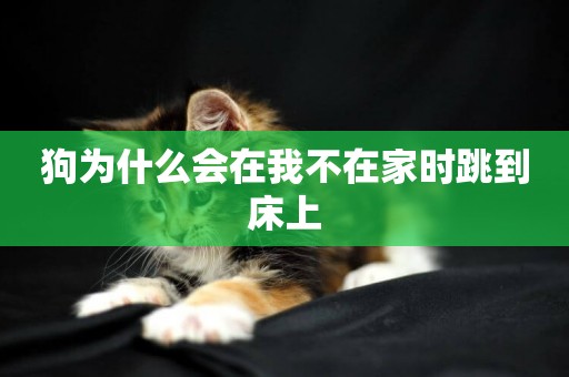 狗為什么會在我不在家時跳到床上