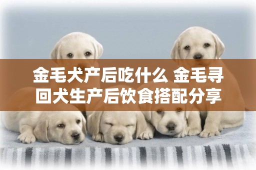 金毛犬產后吃什么 金毛尋回犬生產后飲食搭配分享