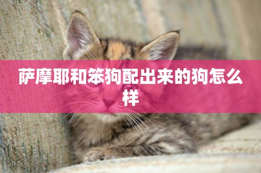 薩摩耶和笨狗配出來的狗怎么樣