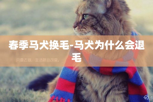 春季馬犬換毛-馬犬為什么會退毛