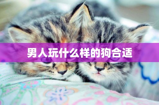 男人玩什么樣的狗合適
