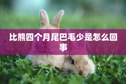 比熊四個月尾巴毛少是怎么回事