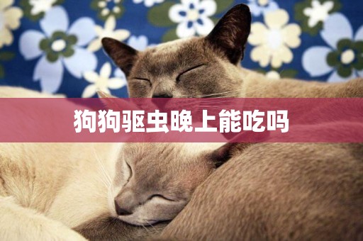 狗狗驅蟲晚上能吃嗎