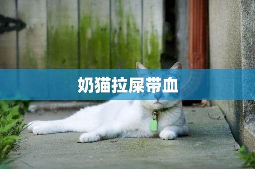 奶貓拉屎帶血