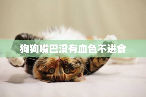 狗狗嘴巴沒有血色不進食