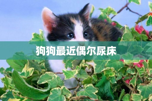 狗狗最近偶爾尿床