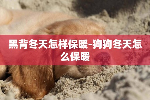 黑背冬天怎樣保暖-狗狗冬天怎么保暖