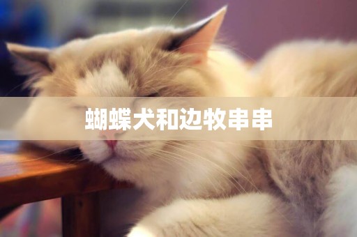 蝴蝶犬和邊牧串串