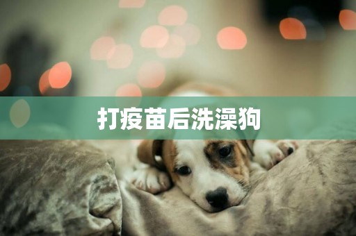 打疫苗后洗澡狗