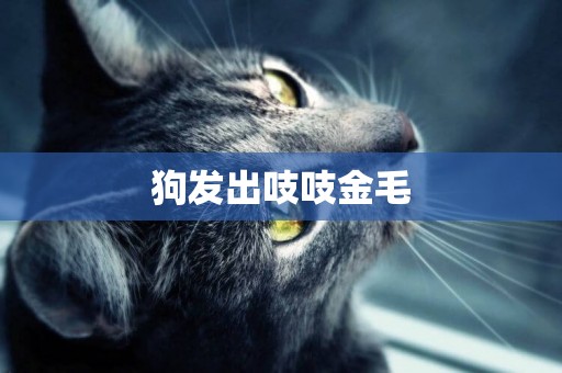 狗發出吱吱金毛