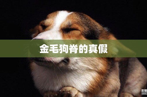 金毛狗脊的真假