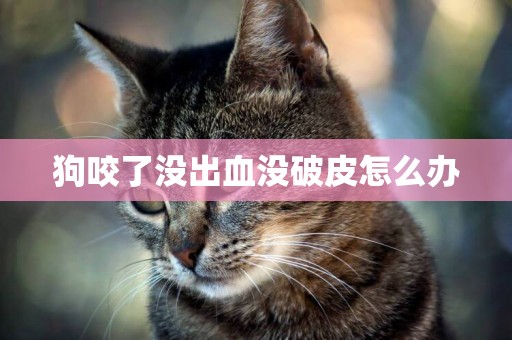 狗咬了沒出血沒破皮怎么辦