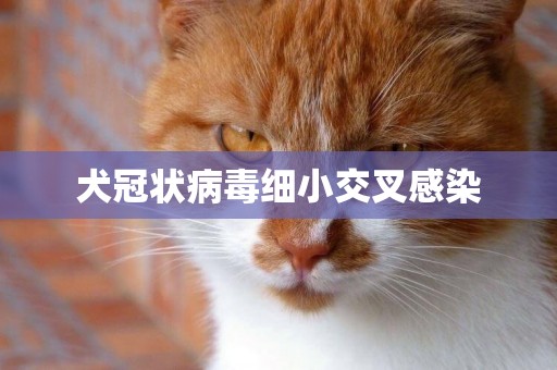 犬冠狀病毒細小交叉感染