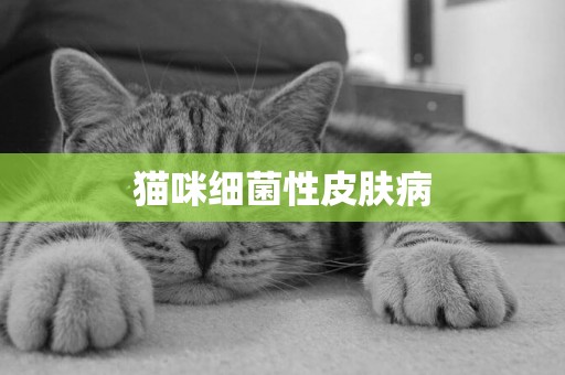 貓咪細菌性皮膚病