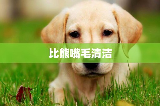 比熊嘴毛清潔